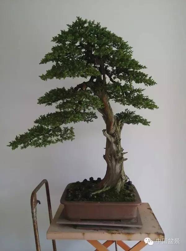 盆景树桩的色泽与用盆的颜色有讲究