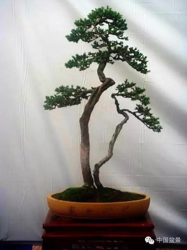 盆景树桩的色泽与用盆的颜色有讲究