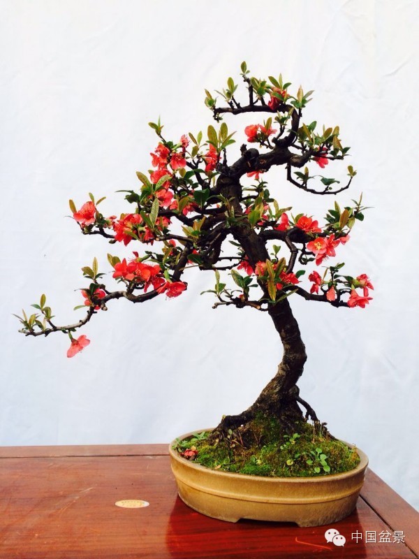 盆景树桩的色泽与用盆的颜色有讲究