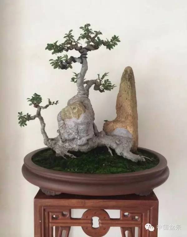 盆景树桩的色泽与用盆的颜色有讲究