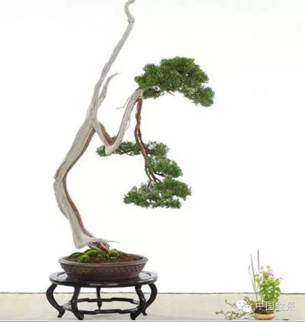 盆景树桩的色泽与用盆的颜色有讲究