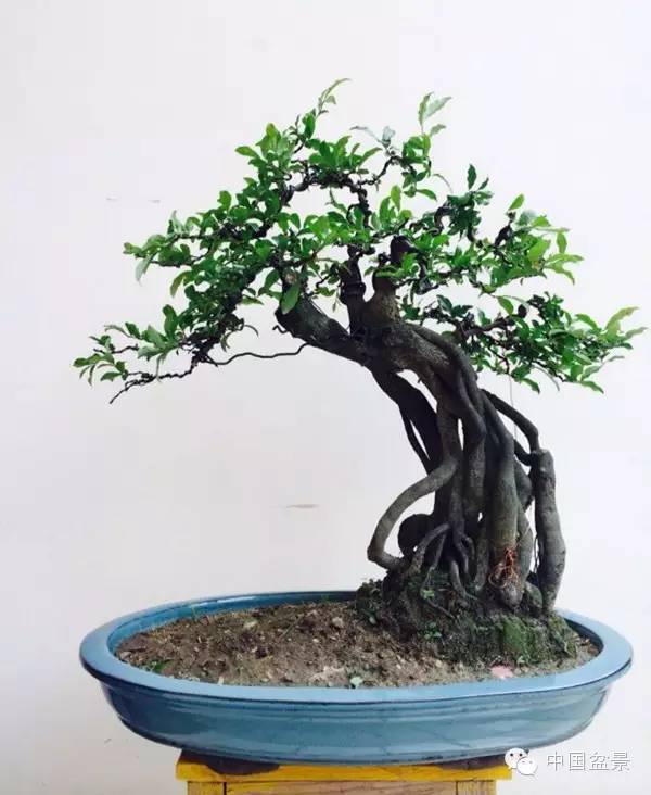 盆景树桩的色泽与用盆的颜色有讲究