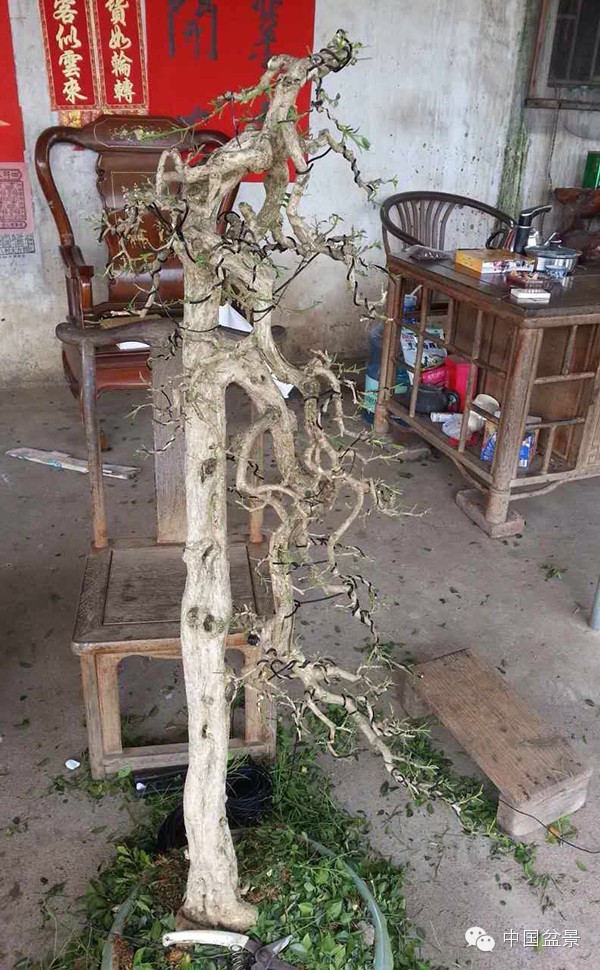 盆景树桩的色泽与用盆的颜色有讲究