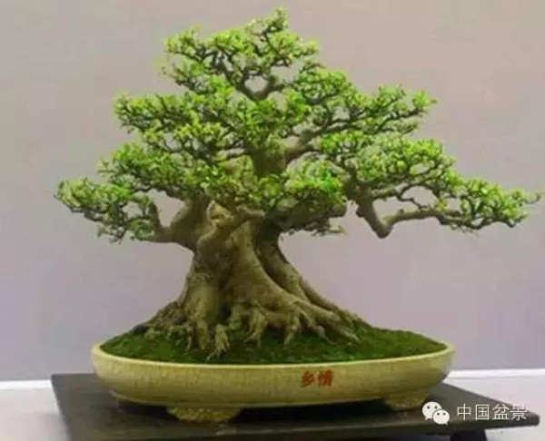 盆景树桩的色泽与用盆的颜色有讲究