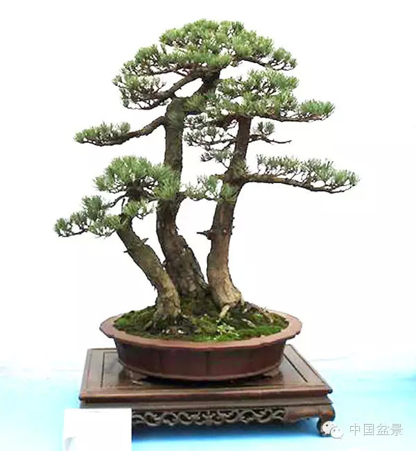 盆景树桩的色泽与用盆的颜色有讲究