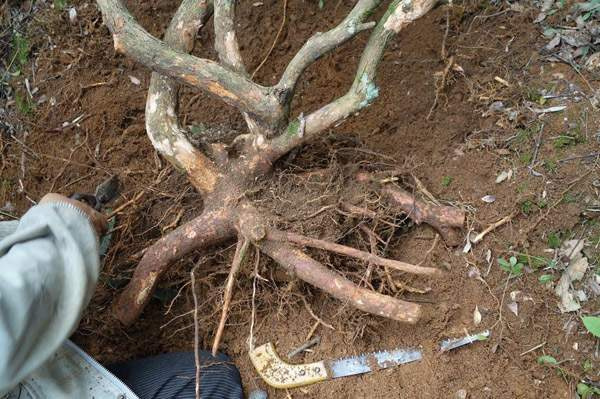 对节白蜡树桩盆景制作入门方法 图片