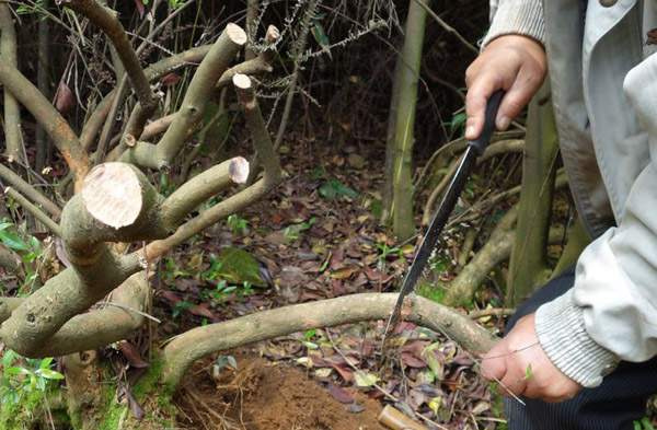 对节白蜡树桩盆景制作入门方法 图片