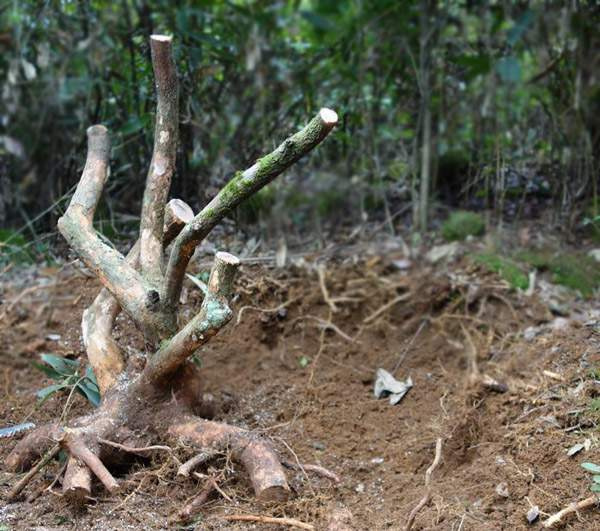 对节白蜡树桩盆景制作入门方法 图片
