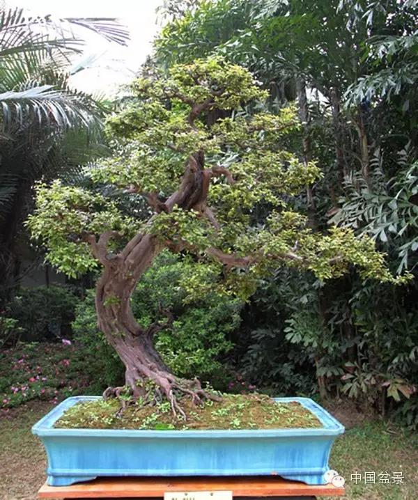 雀梅盆景怎么欣赏与养护方法 图片