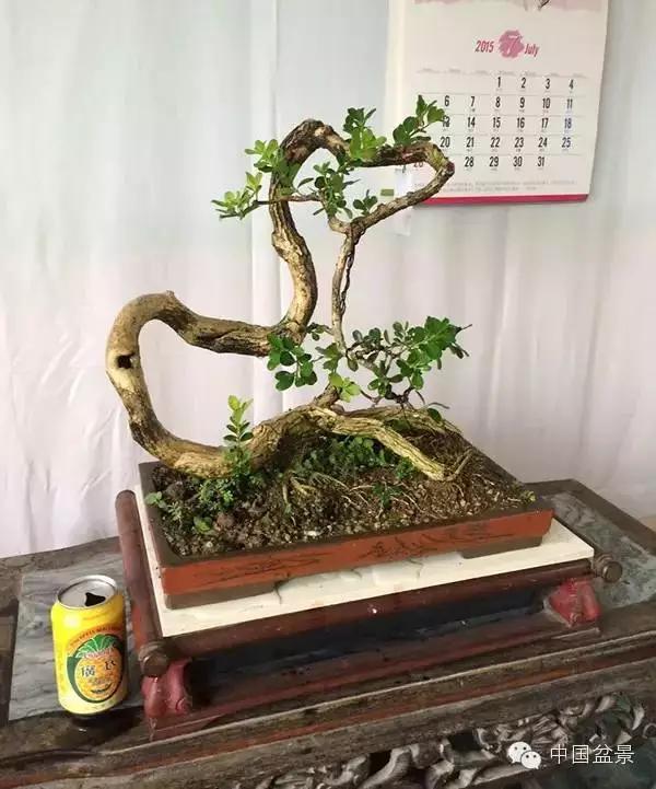 雀梅盆景怎么欣赏与养护方法 图片