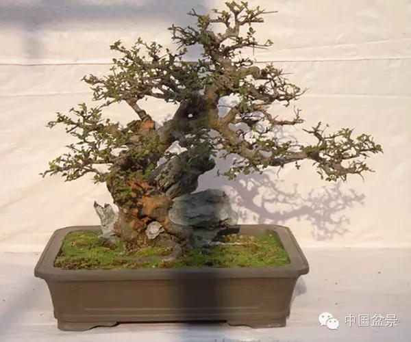 雀梅盆景怎么欣赏与养护方法 图片