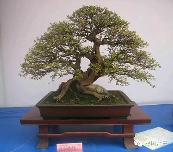 雀梅盆景怎么欣赏与养护方法 图片