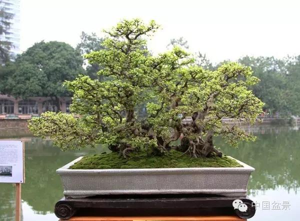 雀梅盆景怎么欣赏与养护方法 图片