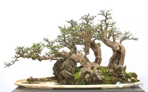 雀梅盆景怎么欣赏与养护方法 图片