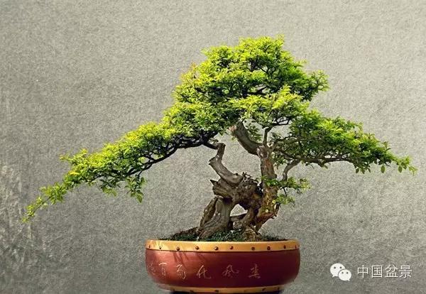 雀梅盆景怎么欣赏与养护方法 图片