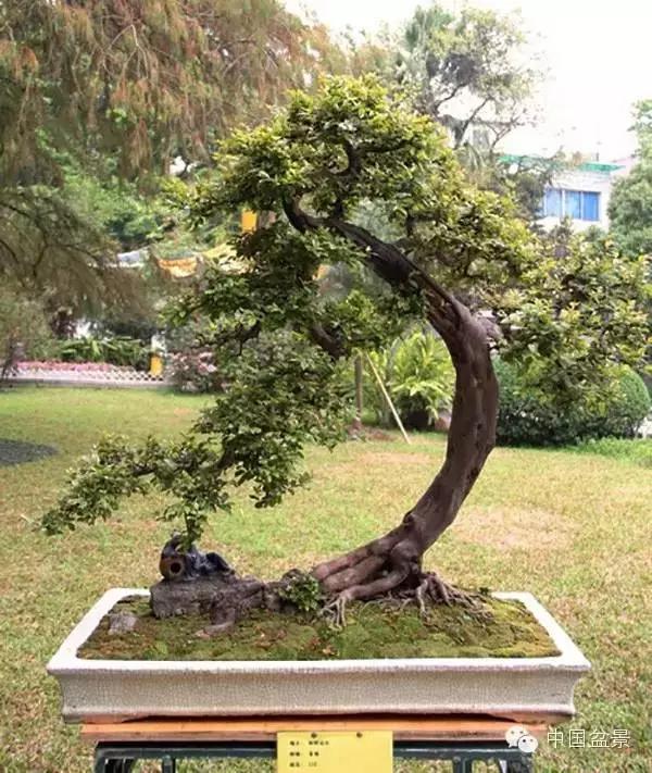 雀梅盆景怎么欣赏与养护方法 图片