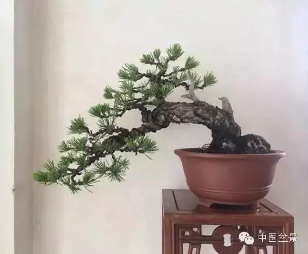 雀梅盆景怎么欣赏与养护方法 图片