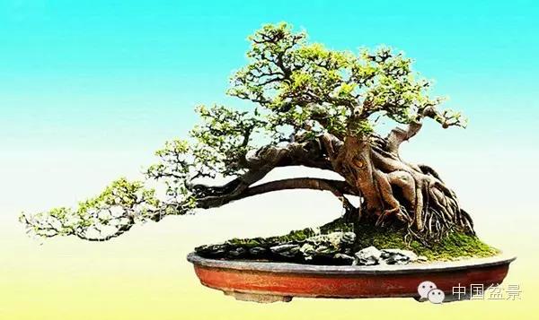 雀梅盆景怎么欣赏与养护方法 图片