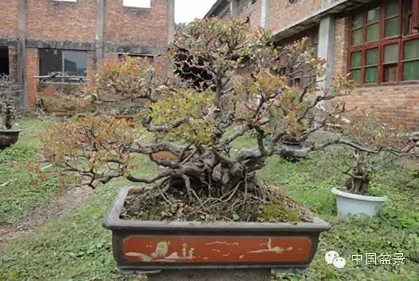 雀梅盆景怎么欣赏与养护方法 图片