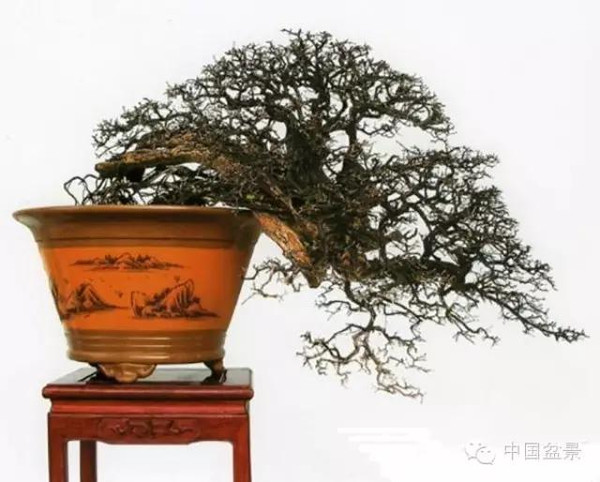 雀梅盆景怎么欣赏与养护方法 图片