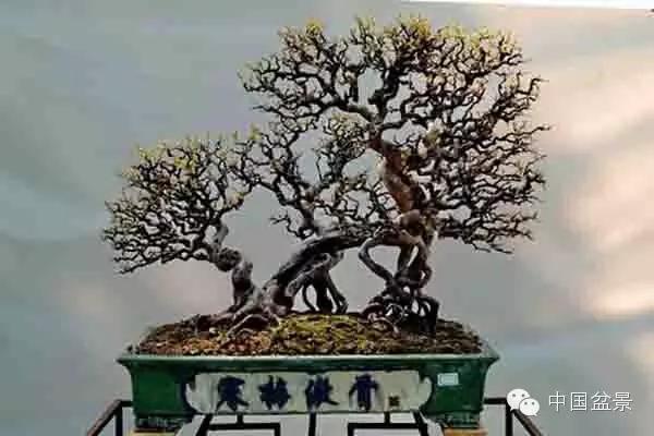 雀梅盆景怎么欣赏与养护方法 图片