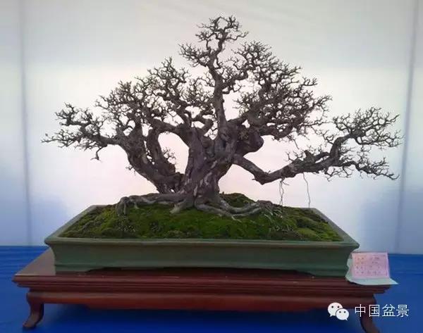 雀梅盆景怎么欣赏与养护方法 图片