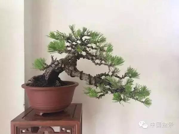 雀梅盆景怎么欣赏与养护方法 图片