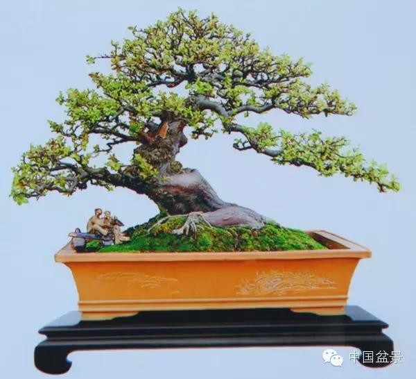 雀梅盆景怎么欣赏与养护方法 图片