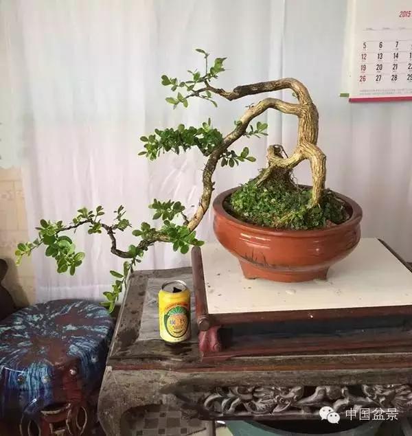 雀梅盆景怎么欣赏与养护方法 图片