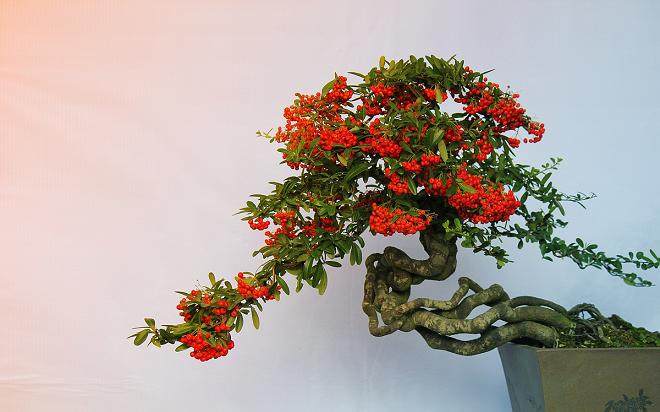 大学生回乡种盆景