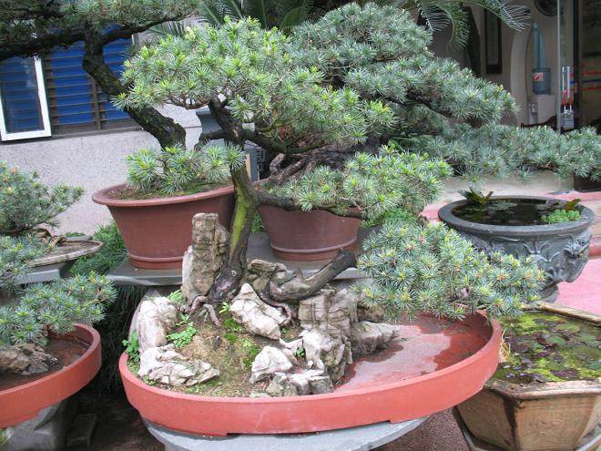 大学生的盆景创业路