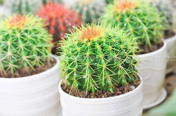 盆景店创业 盆景店创业计划书推荐