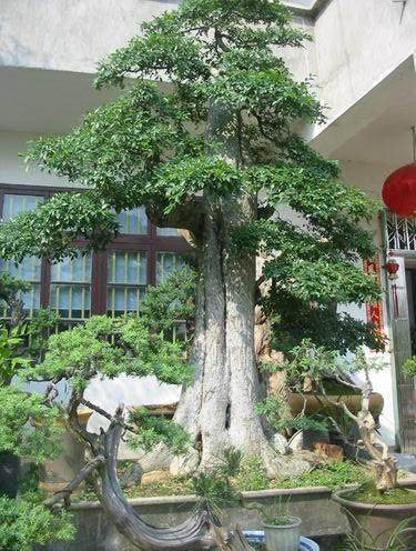 草地成私家盆景园 是好还是坏？