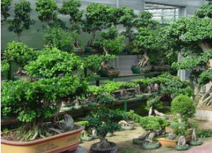 在家中榕树盆景 在家中榕树盆景