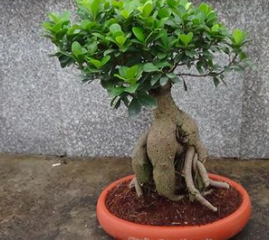 在家中榕树盆景 在家中榕树盆景