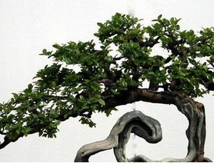 在家中榕树盆景 在家中榕树盆景