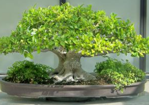 在家中榕树盆景 在家中榕树盆景