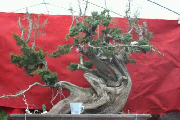 图解 新作柏树盆景怎么丝雕的方法