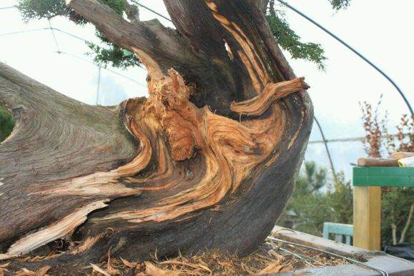 图解 新作柏树盆景怎么丝雕的方法