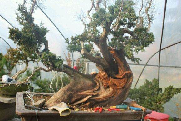 图解 新作柏树盆景怎么丝雕的方法