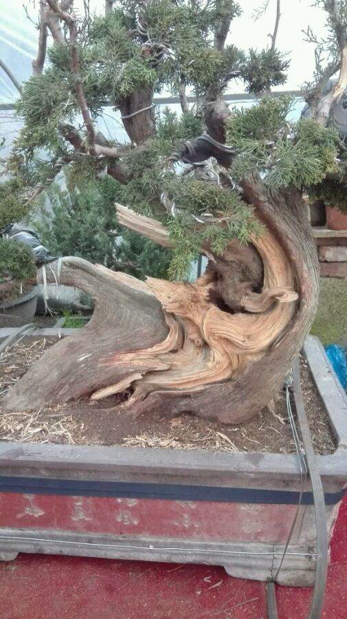 图解 新作柏树盆景怎么丝雕的方法