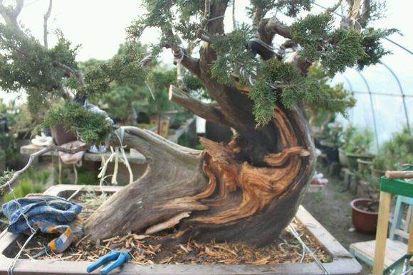 图解 新作柏树盆景怎么丝雕的方法