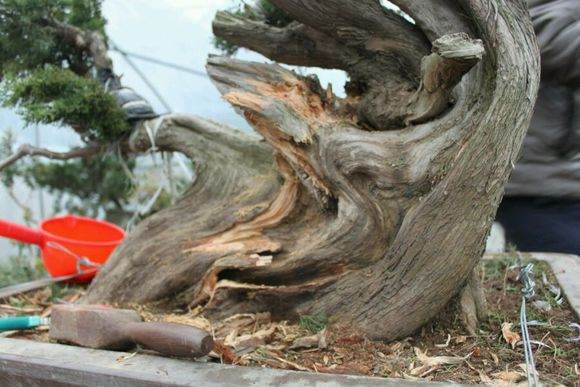 图解 新作柏树盆景怎么丝雕的方法