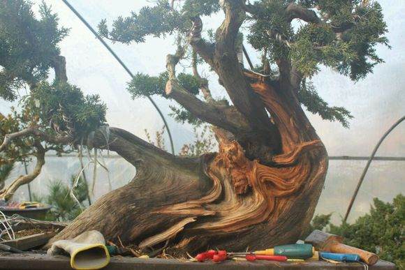 图解 新作柏树盆景怎么丝雕的方法