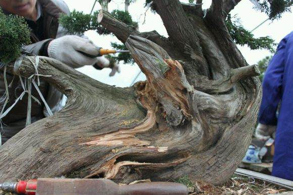 图解 新作柏树盆景怎么丝雕的方法