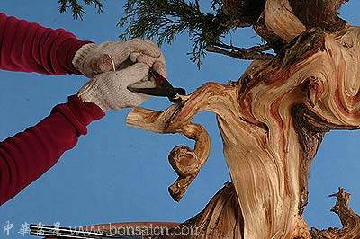 图解 柏树盆景丝雕怎么制作的方法