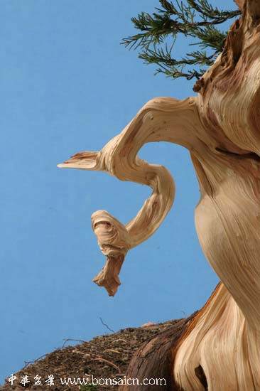 图解 柏树盆景丝雕怎么制作的方法