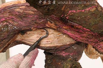 图解 柏树盆景丝雕怎么制作的方法