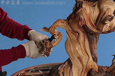 图解 柏树盆景丝雕怎么制作的方法