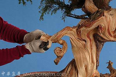 图解 柏树盆景丝雕怎么制作的方法